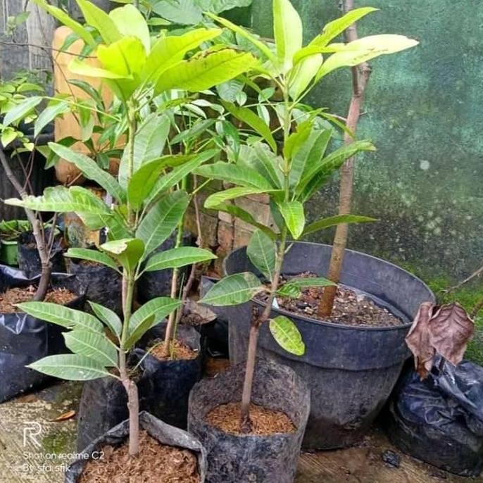 Bibit Tanaman Buah Mangga Golek India-Bibit Mangga Golek India PREMIUM