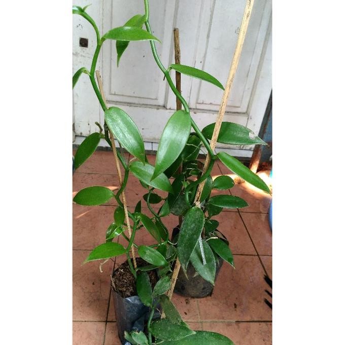 BIBIT TANAMAN VANILI PLANI PREMIUM