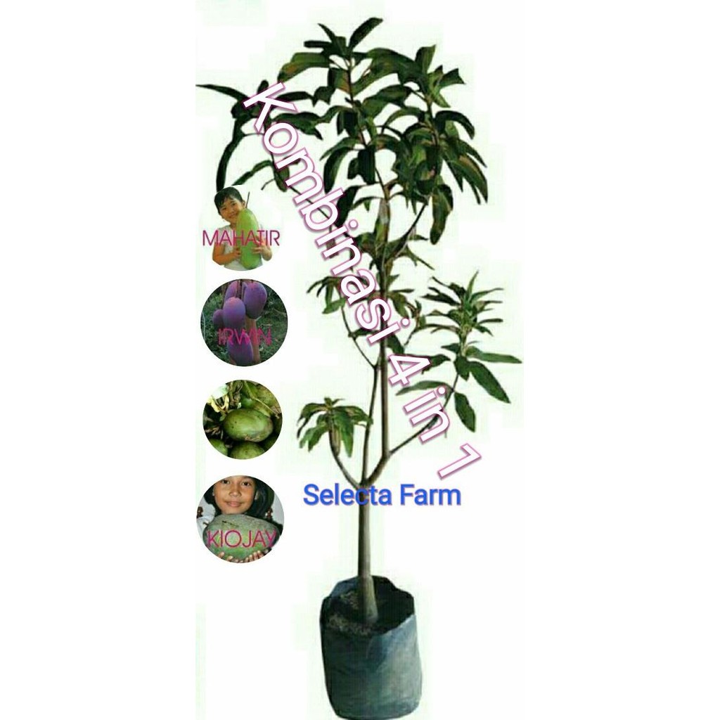 Tanaman Bibit Buah Mangga Kombinasi 4 in 1 PREMIUM