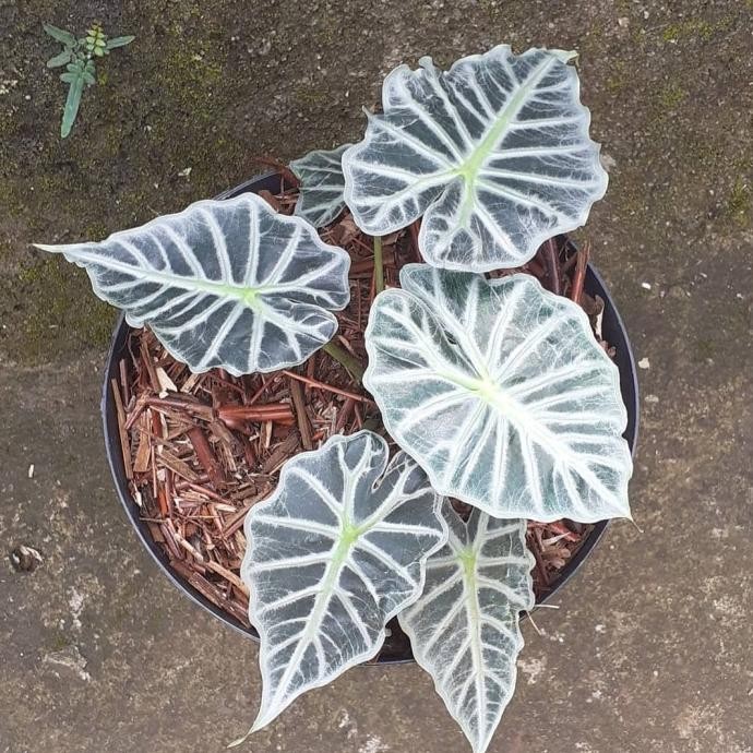 Tanaman Hias Alocasia Parasol - Alocasia Parasol mini - Alocasia