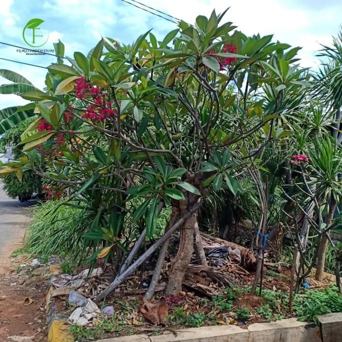 Tanaman Hias Kamboja Bali Bunga Merah Kecap / Kamboja Bali Bunga Merah Kecap Tinggi 1,5 Meter
