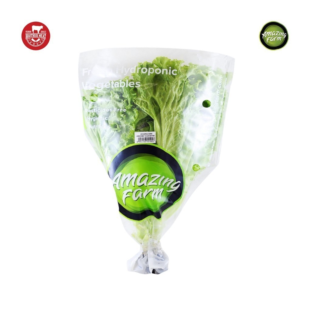 

Selada Keriting Sayur Hidroponik 250gr - Brothermeatshop