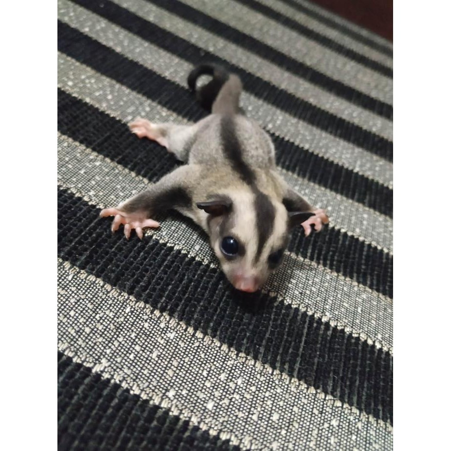 Sugar Glider joey Classic Grey Joey