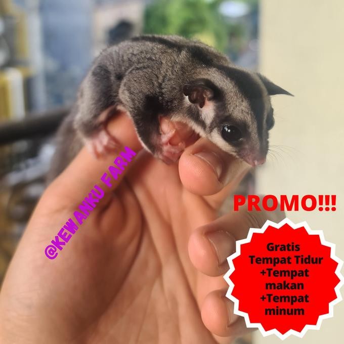 TERBARU - PROMO Sugar Glider Classic Grey Sepasang