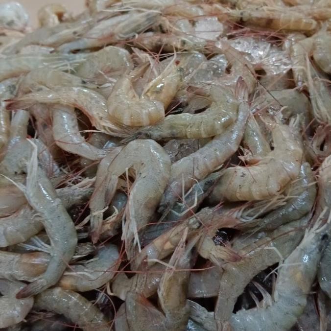 

Udang Api Api 1Kg New Stok