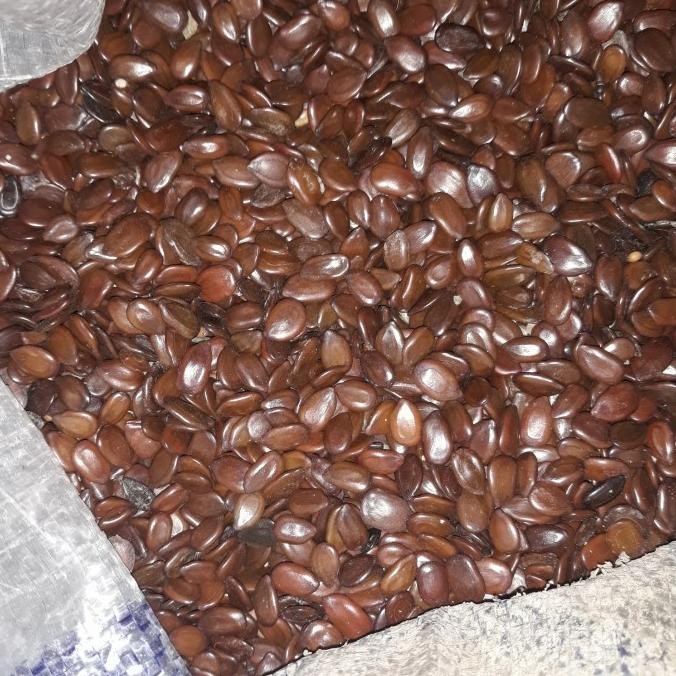 

(Good) BIJI LAMTORO PETAI CINA 1KG BERSIH KERING