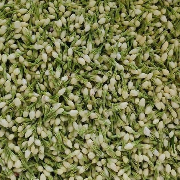 

Bunga melati segar 1 kilo Terlaris