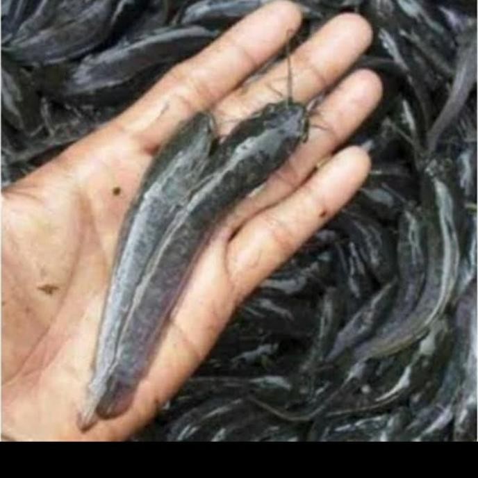 LELE BIBIT SANGKURIANG UKURAN 10-12 CM