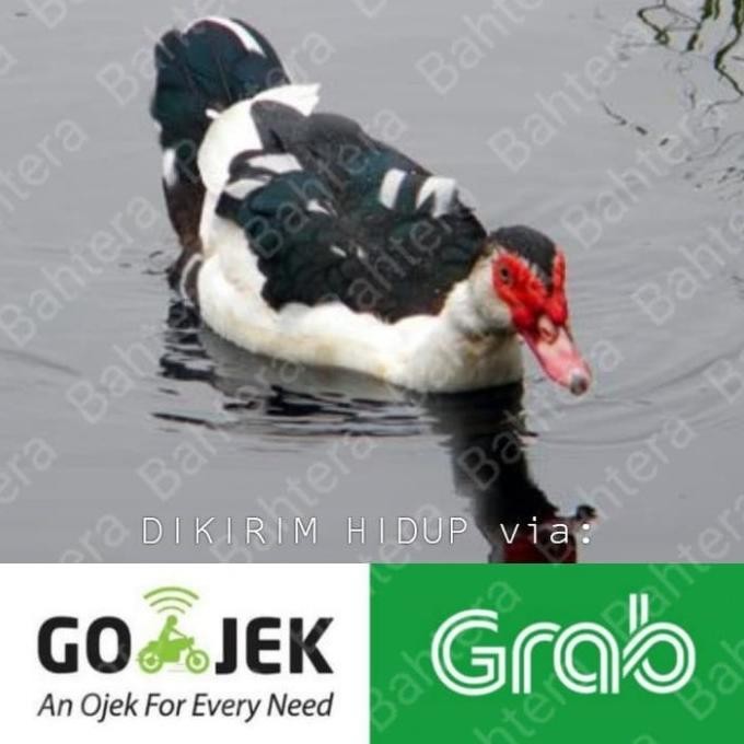 Bebek Entok/Entog Konsumsi/Ternak Hidup