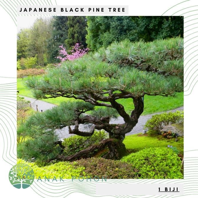 Benih Bibit Biji - Pohon Japanese Black Pine / Pinus Hitam Jepang (Pinus thunbergii) Exotic Tree See