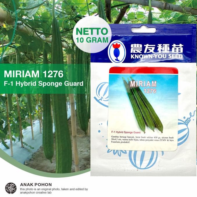 (1 PACK) Benih Gambas MIRIAM 1276 Oyong Hibrida F1 Seeds - KYS - 10 GR murah