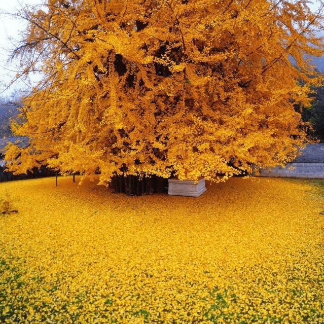 Benih / Bibit / Biji - Ginkgo Biloba Tree Seeds - IMPORT murah