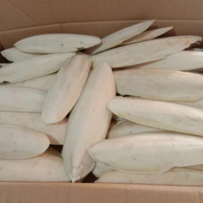 

Satu kilo gram tulang sotong jumbo size 20cm up murah