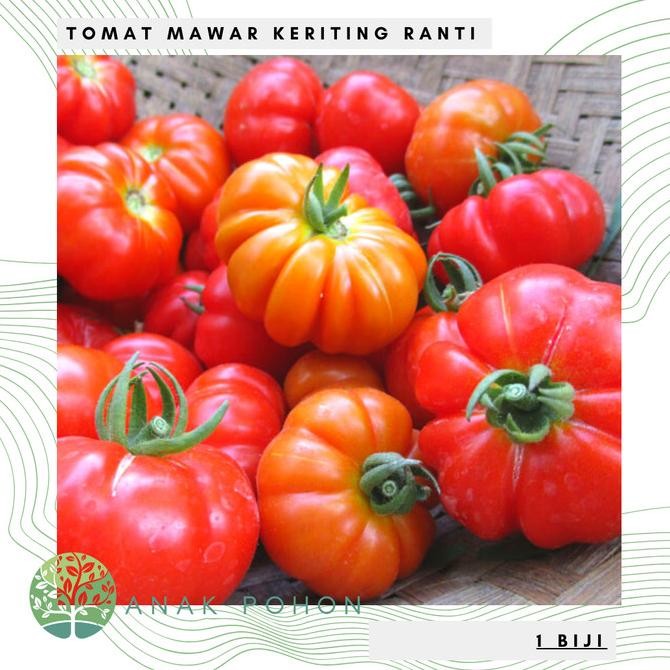 Benih / Bibit / Biji - Tomat Mawar Rewako F1 Hibrida Cap Panah Merah murah