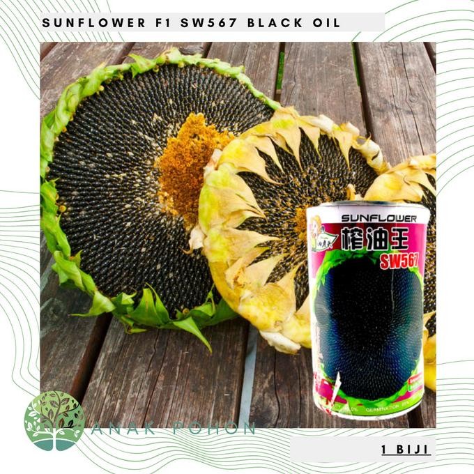Benih Bibit Biji - Sunflower Black Oil F1 Varietas SW567 Kuaci Seeds murah