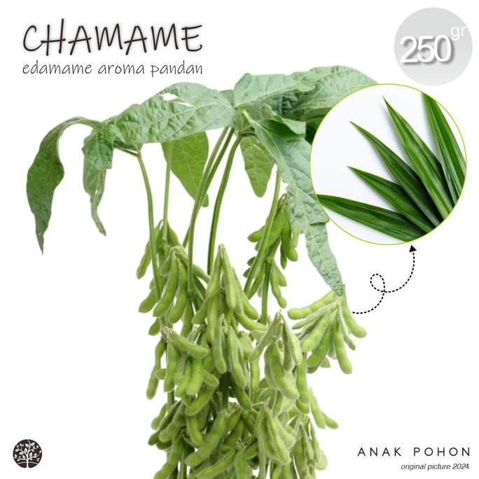 

Benih Bibit Biji - Kacang CHAMAME (Edamame Aroma PANDAN) - 250 Gram murah