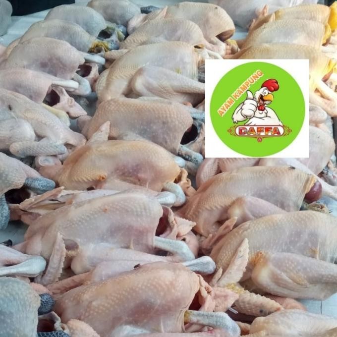

(Good) AYAM KAMPUNG MEDIUM 700-800gr