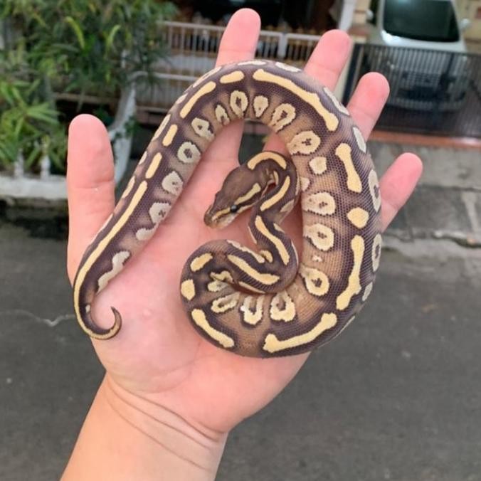 jual ball phyton murah + ball python mojave fire female
