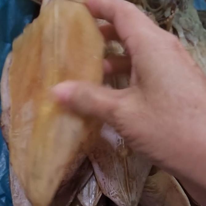 

Sotong Kering / Juhi Ukuran Kecil Dan Besar 500Gr