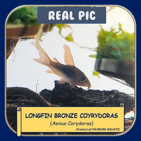 Murah IKAN HIAS AIR TAWAR - CORYDORAS BRONZE SLAYER / CRYDORAS AINES SLAYER / LONGFIN BRONZE CORYDOR