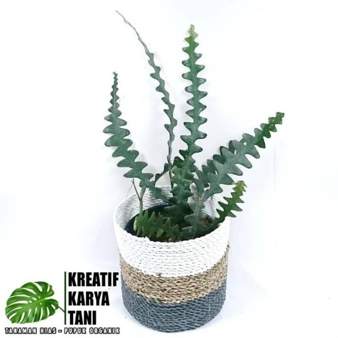 [Good] Tanaman Hias Wijaya Kusuma Keris - Wijaya Keris - Bunga Wijaya Kusuma