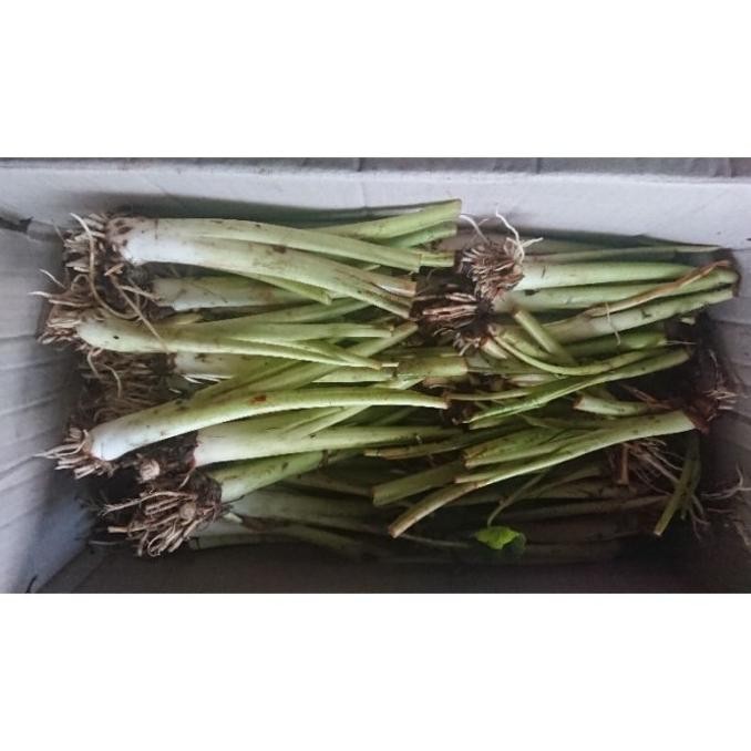 [Good] Bibit Talas Bogor Asli langka jenis Ketan Pandan Wangi