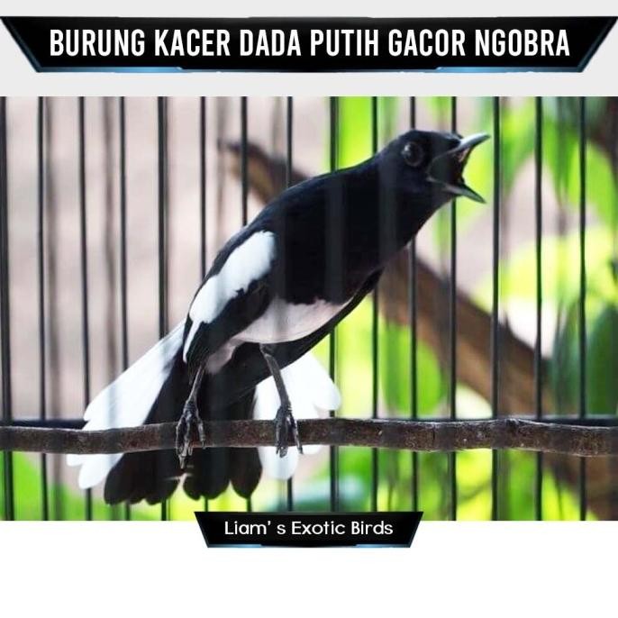 PROMO Burung Kacer Dada Putih Gacor Ngobra