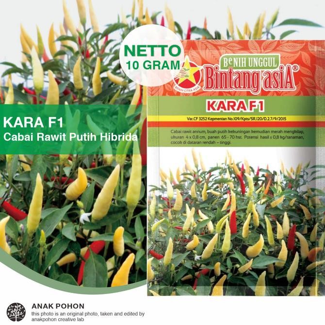 fresh  (1 PACK) Benih Cabai Rawit KARA F1 Cabe Rawit Pedas Annum Putih F1 murah