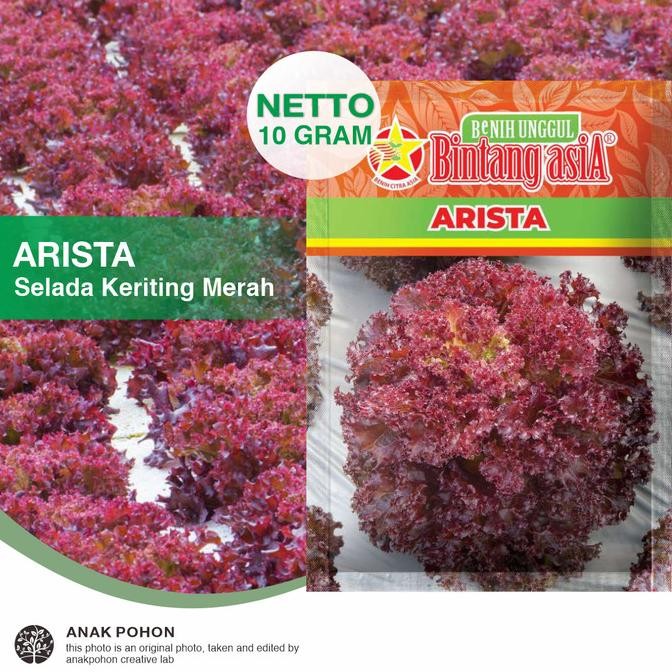 fresh  (1 PACK) Benih Selada Keriting Merah ARISTA Red Rapid Lettuce Seeds - Bintang Asia - 10 GRAM 