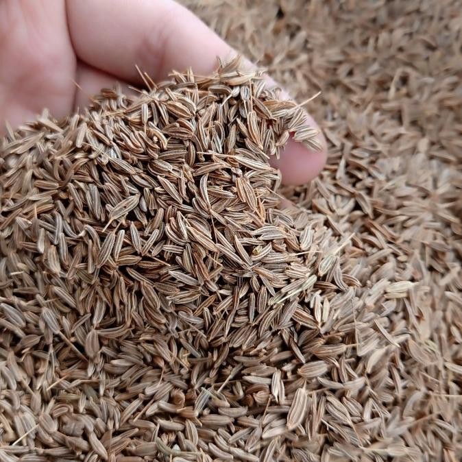 

Jinten Jintan Cumin atau Caraway Seed 250G Gram Fresh Dan bersih nUg