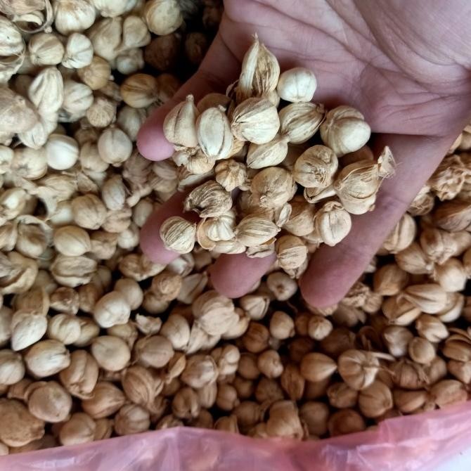

Kapulaga Putih MURNI! / kapolaga / White Cardamon 50 G Gram nUg
