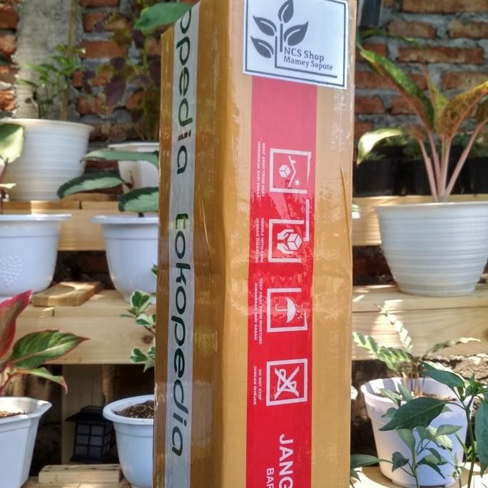 Mamey sapote Lorito/bibit tanaman/bibit lorito