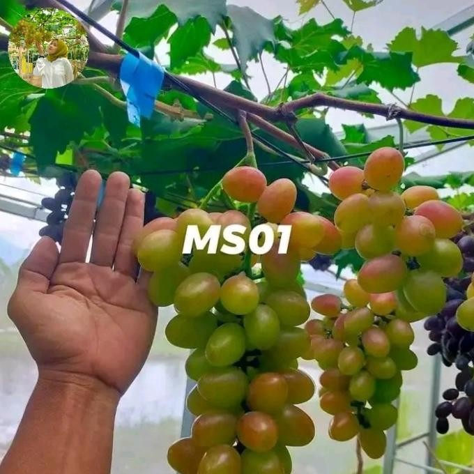 

[[ RASTASTR / BIBIT ANGGUR IMPORT MS01 VARIAN TERBARU BEST SELLER