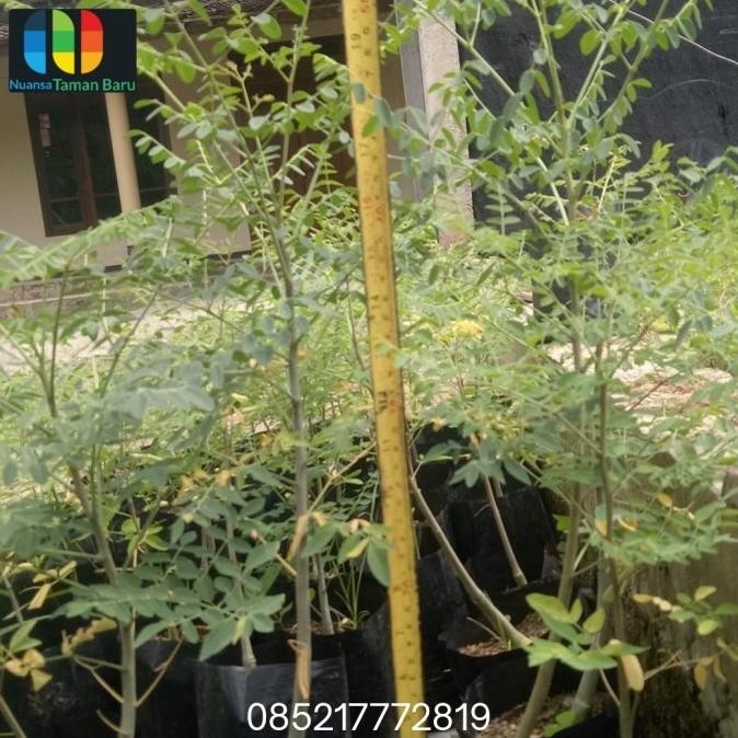 Bibit tanaman kelor afrika