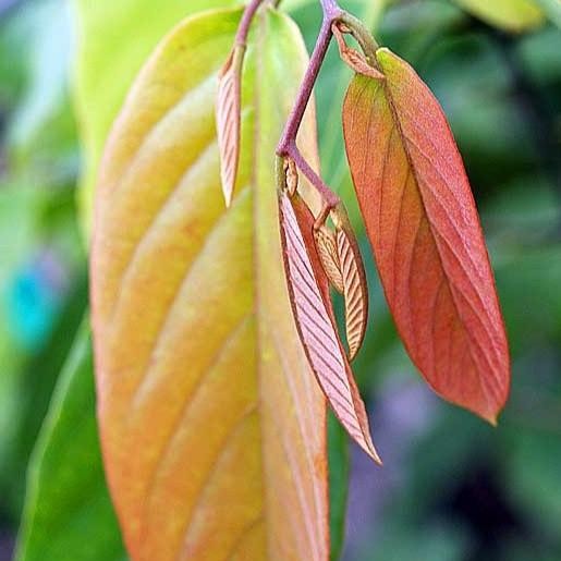 Bibit Tanaman Kenanga Merah Langka Wangi