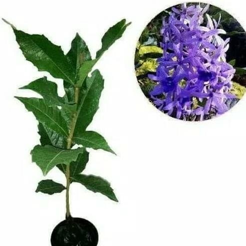 tanaman rambat patrea bunga ungu,bibit tanaman petrea ungu