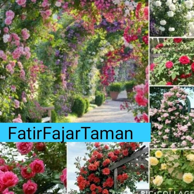 Paket 6 bibit tanaman mawar merambat //Climbing rose