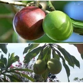 10 Bibit Tanaman Bunga Pohon Bintaro