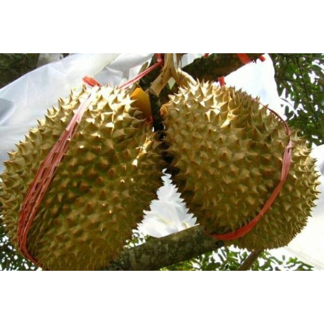 Bibit Tanaman Hidup Pohon Buah Durian Monthong / Durian Thailand