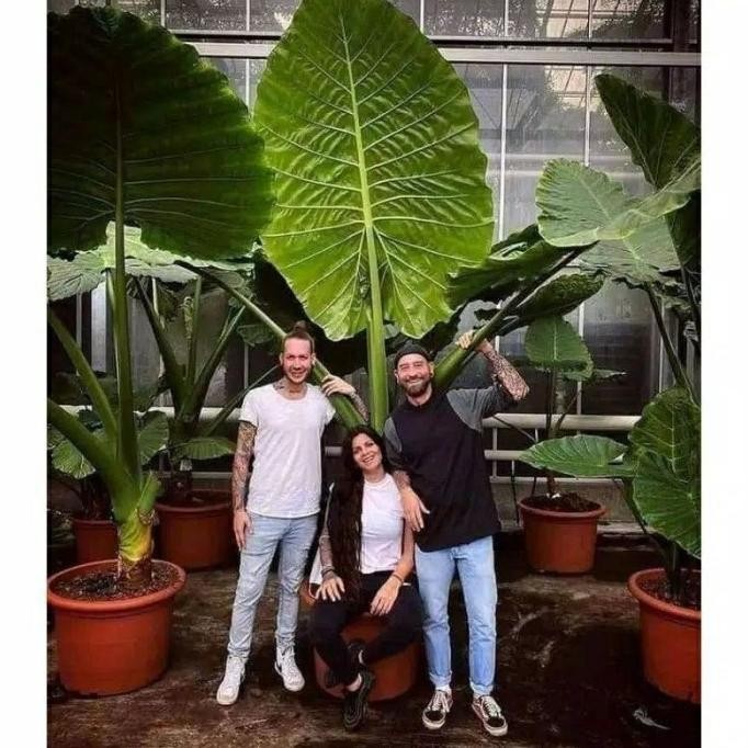 Tanaman Hias SENTE BIG JUMBO RAKSASA Bibit Keladi Talas HOTEL MALL