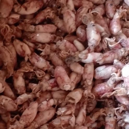 

Promo Ikan Asin Baby Cumi Beku Asin