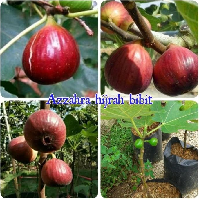 Bibit tanaman buah tin merah sudah berbuah