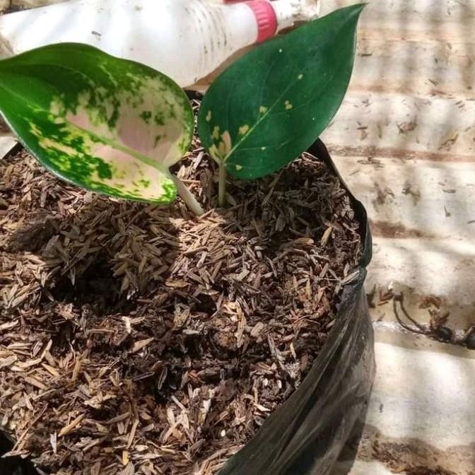 Bibit Aglonema Sultan Brunei, Tanaman Hias aglonema sultan brunei