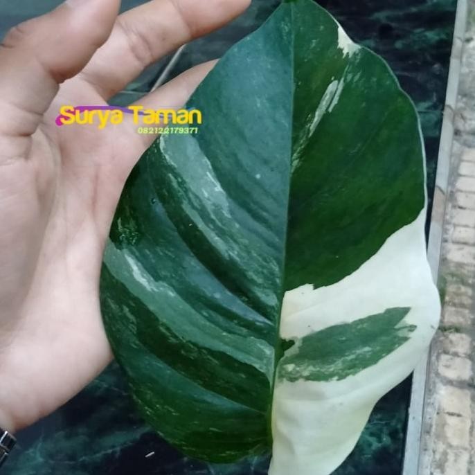 Bibit Tanaman Hias Monstera Epipremnum Variegata-Epipremnum Variegata