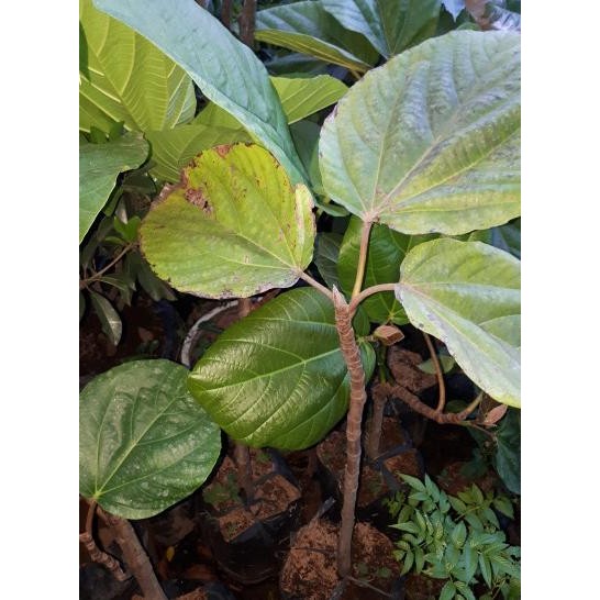 Bibit tanaman buah langka tin afrika buah jumbo