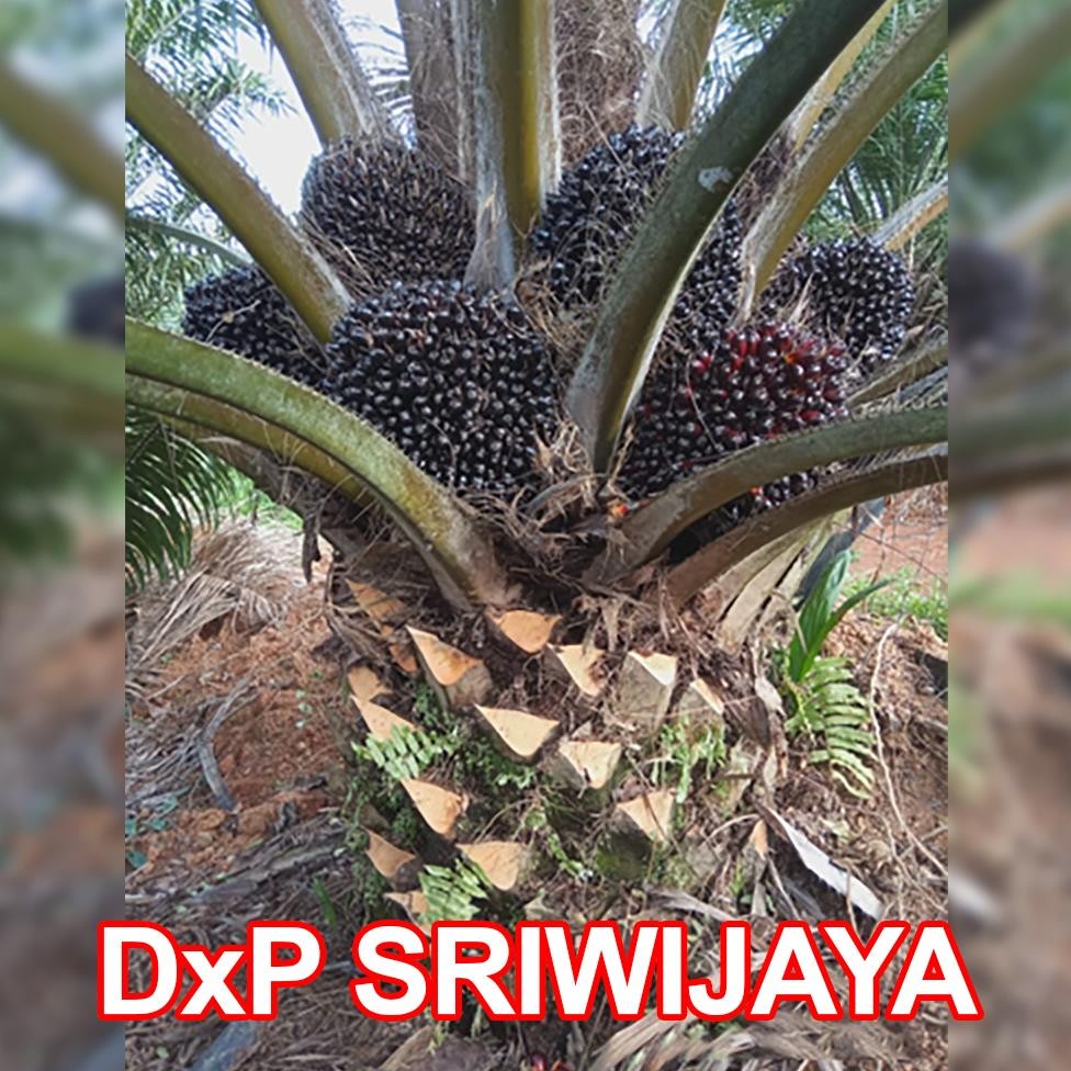 DxP SRIWIJAYA SJ5 UNGGUL DAPAT SERTIFIKAT