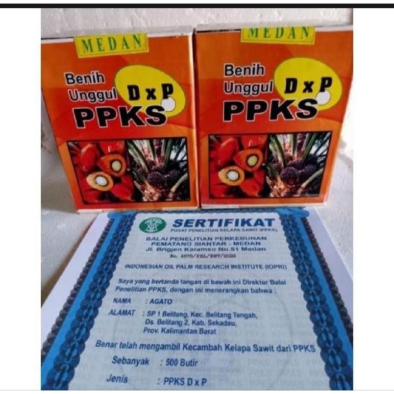 Benih Bibit Polong Kecambah Sawit PPKS DXP 540 pelepah pendek