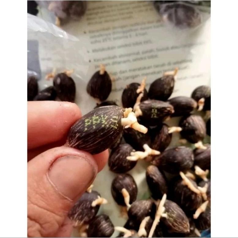 5000/butir Benih Bibit sawit PPKS DxP 540 unggul