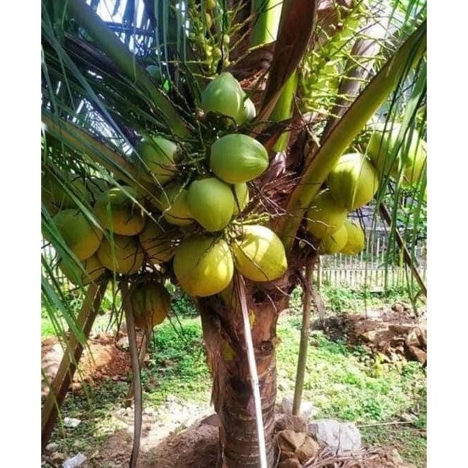 GARANSI.. Bibit Kelapa Hibrida Asli, Bibit KElapa HIjau Genjah, Bibit Kelapa Genjah Entok