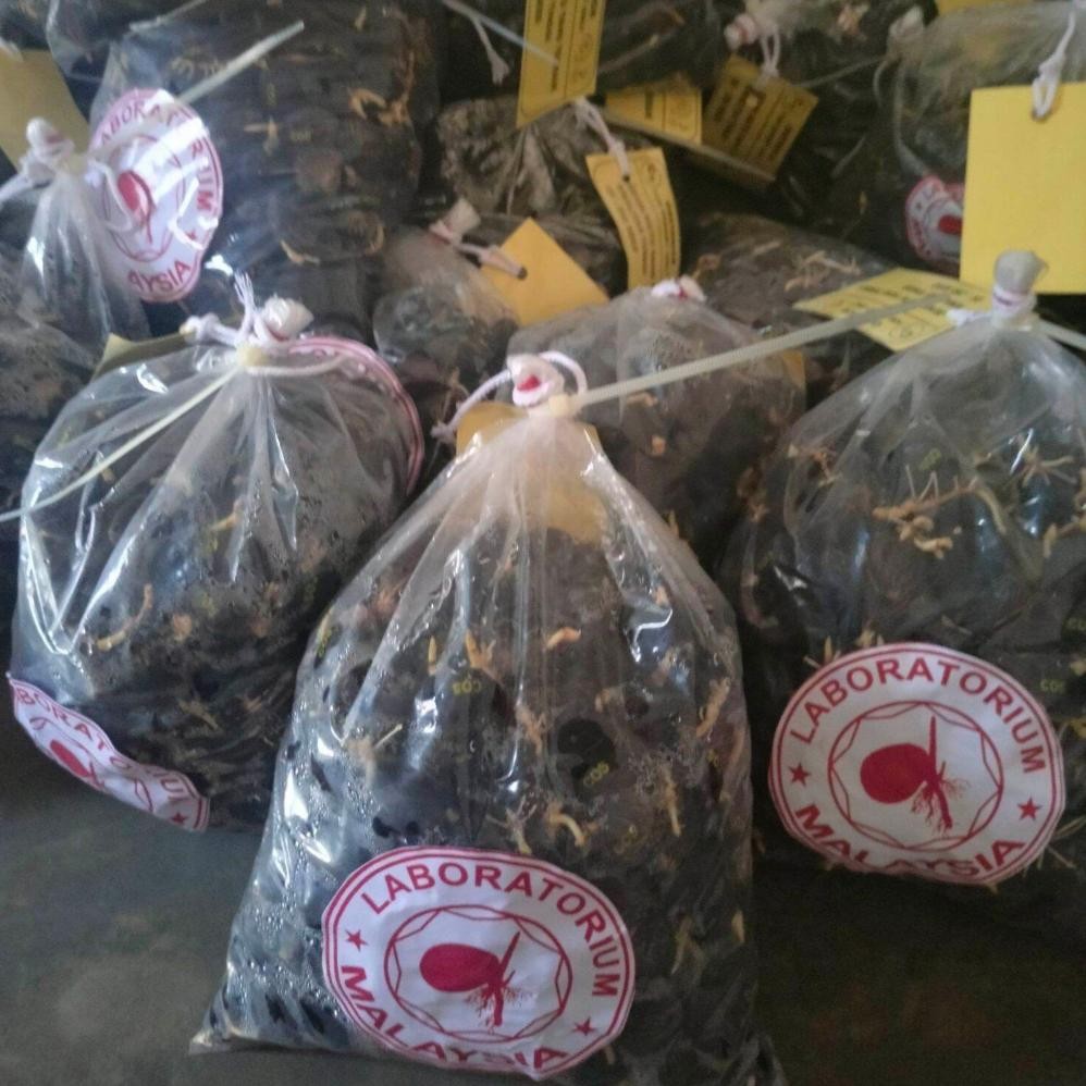 BENIH KECAMBAH POLONG BIBIT SAWIT COSTARICA COSTARIKA UNGGUL MALAYSIA BERSERTIFIKAT BIBIT BENIH KECA